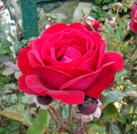 L-742 Rosa